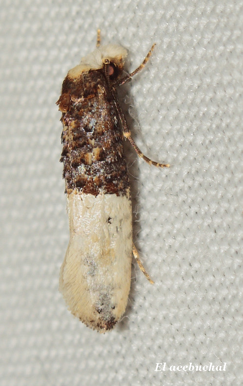 identificare meraviglia